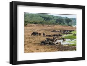 African Buffalos (Cape Buffalo) (Syncerus Caffer)-Michael-Framed Photographic Print