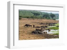 African Buffalos (Cape Buffalo) (Syncerus Caffer)-Michael-Framed Photographic Print