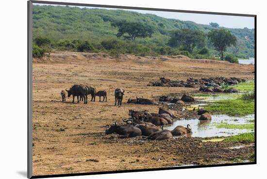 African Buffalos (Cape Buffalo) (Syncerus Caffer)-Michael-Mounted Photographic Print