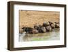 African Buffalos (Cape Buffalo) (Syncerus Caffer)-Michael-Framed Photographic Print