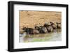 African Buffalos (Cape Buffalo) (Syncerus Caffer)-Michael-Framed Photographic Print