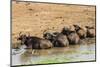 African Buffalos (Cape Buffalo) (Syncerus Caffer)-Michael-Mounted Photographic Print