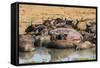 African Buffalos (Cape Buffalos) (Syncerus Caffer)-Michael-Framed Stretched Canvas