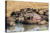 African Buffalos (Cape Buffalos) (Syncerus Caffer)-Michael-Stretched Canvas