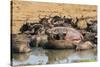 African Buffalos (Cape Buffalos) (Syncerus Caffer)-Michael-Stretched Canvas