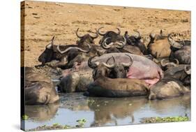 African Buffalos (Cape Buffalos) (Syncerus Caffer)-Michael-Stretched Canvas