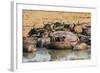 African Buffalos (Cape Buffalos) (Syncerus Caffer)-Michael-Framed Photographic Print