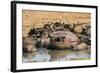 African Buffalos (Cape Buffalos) (Syncerus Caffer)-Michael-Framed Photographic Print