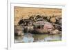 African Buffalos (Cape Buffalos) (Syncerus Caffer)-Michael-Framed Photographic Print