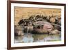 African Buffalos (Cape Buffalos) (Syncerus Caffer)-Michael-Framed Photographic Print