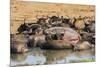 African Buffalos (Cape Buffalos) (Syncerus Caffer)-Michael-Mounted Photographic Print