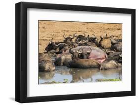 African Buffalos (Cape Buffalos) (Syncerus Caffer)-Michael-Framed Photographic Print