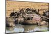 African Buffalos (Cape Buffalos) (Syncerus Caffer)-Michael-Mounted Photographic Print