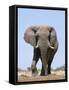 African Bull Elephant-null-Framed Stretched Canvas
