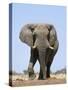 African Bull Elephant-null-Stretched Canvas