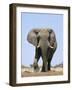 African Bull Elephant-null-Framed Photographic Print