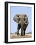African Bull Elephant-null-Framed Photographic Print
