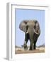 African Bull Elephant-null-Framed Photographic Print