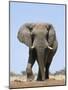 African Bull Elephant-null-Mounted Photographic Print