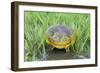 African Bull Frog-null-Framed Photographic Print