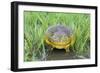 African Bull Frog-null-Framed Photographic Print