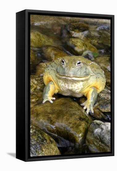 African Bullfrog or Giant Pyxie-null-Framed Stretched Canvas
