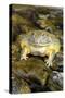 African Bullfrog or Giant Pyxie-null-Stretched Canvas