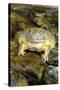 African Bullfrog or Giant Pyxie-null-Stretched Canvas