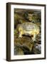 African Bullfrog or Giant Pyxie-null-Framed Photographic Print