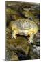 African Bullfrog or Giant Pyxie-null-Mounted Photographic Print