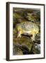 African Bullfrog or Giant Pyxie-null-Framed Photographic Print