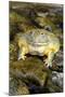 African Bullfrog or Giant Pyxie-null-Mounted Photographic Print