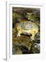 African Bullfrog or Giant Pyxie-null-Framed Photographic Print