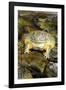 African Bullfrog or Giant Pyxie-null-Framed Photographic Print