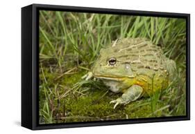 African Bullfrog (Pyxicephalus Adspersus)-Lynn M^ Stone-Framed Stretched Canvas