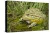 African Bullfrog (Pyxicephalus Adspersus)-Lynn M^ Stone-Stretched Canvas