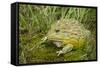 African Bullfrog (Pyxicephalus Adspersus)-Lynn M^ Stone-Framed Stretched Canvas