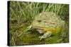 African Bullfrog (Pyxicephalus Adspersus)-Lynn M^ Stone-Stretched Canvas