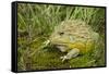 African Bullfrog (Pyxicephalus Adspersus)-Lynn M^ Stone-Framed Stretched Canvas