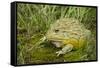 African Bullfrog (Pyxicephalus Adspersus)-Lynn M^ Stone-Framed Stretched Canvas