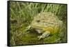 African Bullfrog (Pyxicephalus Adspersus)-Lynn M^ Stone-Framed Stretched Canvas