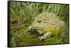 African Bullfrog (Pyxicephalus Adspersus)-Lynn M^ Stone-Framed Stretched Canvas