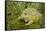 African Bullfrog (Pyxicephalus Adspersus)-Lynn M^ Stone-Framed Stretched Canvas