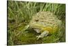 African Bullfrog (Pyxicephalus Adspersus)-Lynn M^ Stone-Stretched Canvas