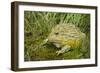 African Bullfrog (Pyxicephalus Adspersus)-Lynn M^ Stone-Framed Photographic Print