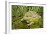 African Bullfrog (Pyxicephalus Adspersus)-Lynn M^ Stone-Framed Photographic Print