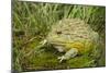 African Bullfrog (Pyxicephalus Adspersus)-Lynn M^ Stone-Mounted Photographic Print