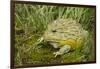 African Bullfrog (Pyxicephalus Adspersus)-Lynn M^ Stone-Framed Photographic Print