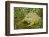 African Bullfrog (Pyxicephalus Adspersus)-Lynn M^ Stone-Framed Photographic Print