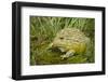 African Bullfrog (Pyxicephalus Adspersus)-Lynn M^ Stone-Framed Photographic Print